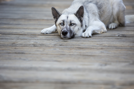 Husky dog laying on the groundの写真素材