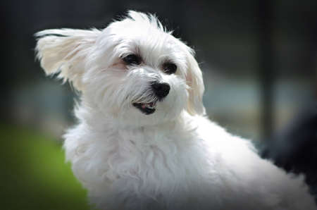 Maltese dog