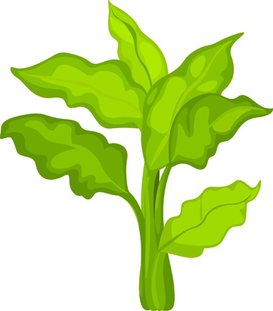 illustration plant and flower のイラスト素材