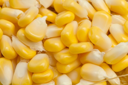 Fresh corn closeupの写真素材