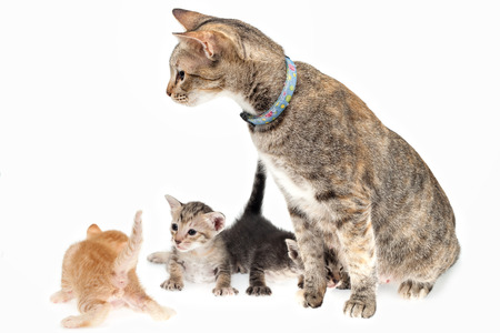 Mother cat and kittens on white backgroundの写真素材