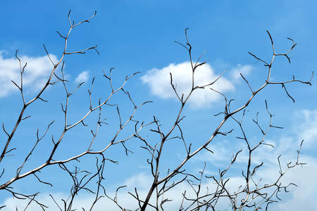 Tree branches with blue skyの写真素材