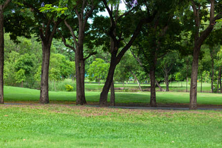 Trees in park