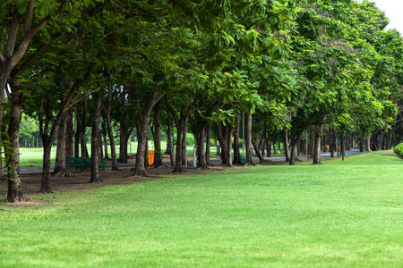 Trees and lawn in parkの写真素材