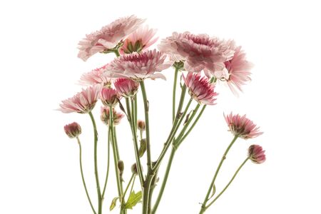 pink chrysanthemum flower beautiful fresh floral isolated backgroundの写真素材