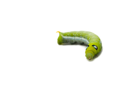 green worm white background bug butterfly larva pest closeup