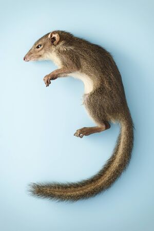 squirrel asia Stauffer animals blue backgroundの写真素材