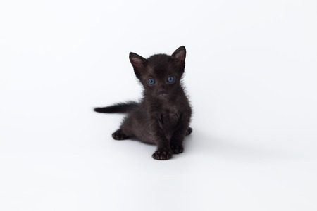cute kitty balck cat looking white background relax cozy rest close upの写真素材