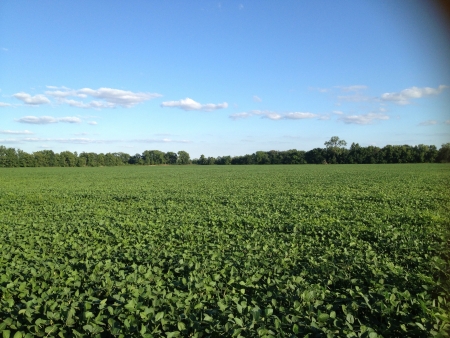Clouds floating over a field of beansの素材