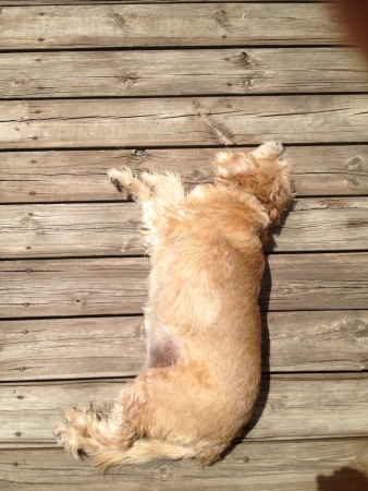 Golden dog on golden deckの素材