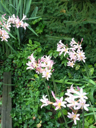 Brilliant pink flora bursting through foliageの素材