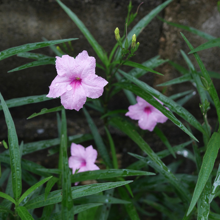 The pink wild petunia flowers in front of concrete wall.の写真素材