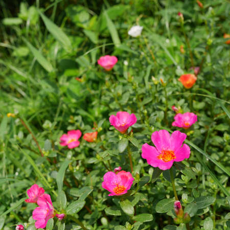 The portulaca flowers at the backyard garden. 1の写真素材