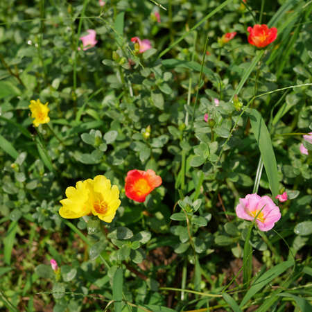 The portulaca flowers at the backyard garden. 2の写真素材