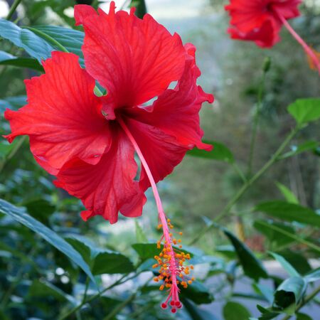 The beautiful red shoe flower Hibiscus or China rose.の写真素材