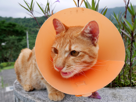 The cute cat wearing the orange plastic cone collar.の写真素材