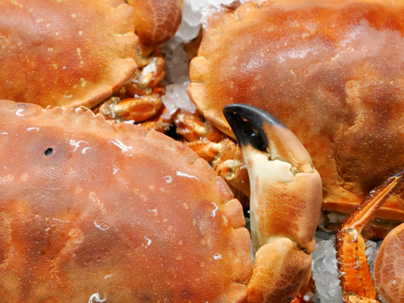The close up of crab pincer of sea crab on ice at fish market.の写真素材