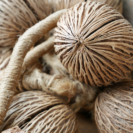 The close up of dried pong pong seed othalanga, suicide tree.の写真素材