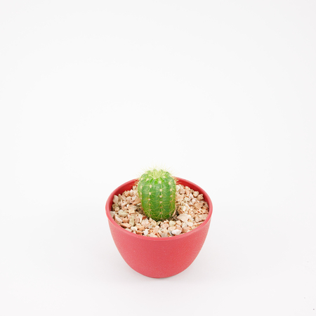 The little green cactus in small brown plant pot for home decoration.の写真素材