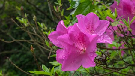 The close up of beautiful pink azalea flower plant in garden.の写真素材