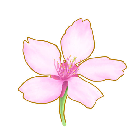 Pink sakura floral, a digital painting of Japanese cherry blossom flower raster 3D illustration isolated on white background.の写真素材