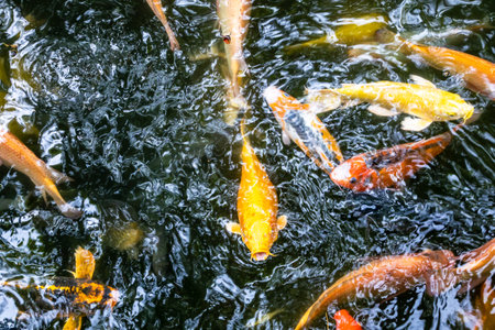 Japanese koi carp fish, a beautiful medium-sized colourful asian fishes swimming in clear freshwater pond background.の写真素材