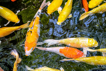 Japanese koi carp fish, a beautiful medium-sized colourful asian fishes swimming in clear freshwater pond background.の写真素材