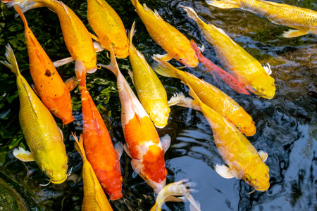 Japanese koi carp fish, a beautiful medium-sized colourful asian fishes swimming in clear freshwater pond background.の写真素材
