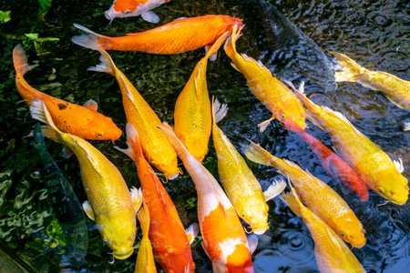 Japanese koi carp fish, a beautiful medium-sized colourful asian fishes swimming in clear freshwater pond background.の写真素材