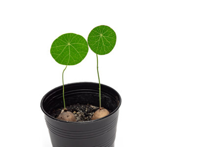 Stephania erecta, a close up of green round leaf of Thailand tropical forests vine plant in small flowerpot isolated on white background.の写真素材