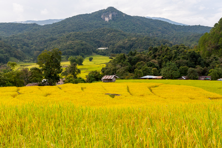 Green and yellow step/terraced rice field with hut in Chiangmai, Thailandの写真素材