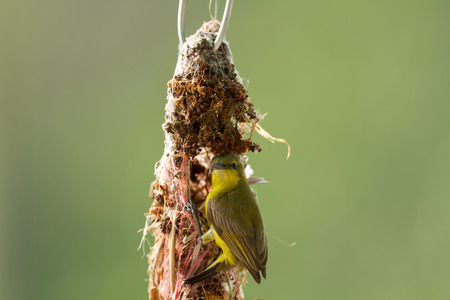 Olive-backed sunbird building its nestの写真素材