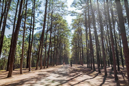 Pine forest name Suan Son Bor Kaew in Chiang Mai, Thailand. with lens flareの写真素材