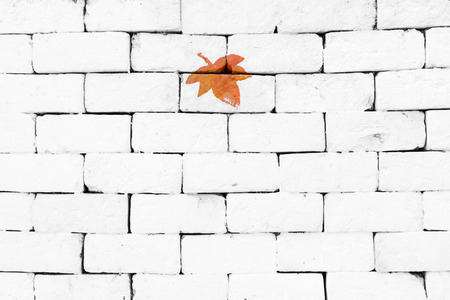 Orange maple leaf painted on sorted white brick wallの写真素材