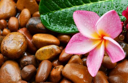 Red and pink plumeria flowers  Placed on a wet stone in the backgroundの写真素材