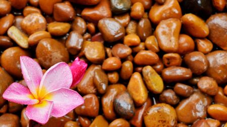 Red and pink plumeria flowers  Placed on a wet stone in the backgroundの写真素材