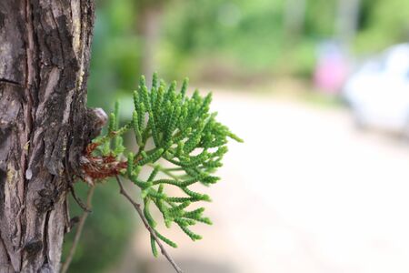 Pine trees in Thailandの素材