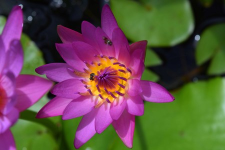 Lotus( Lily)の写真素材
