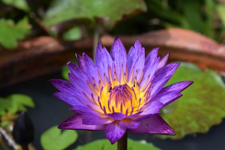 Lotus( Lily)の写真素材