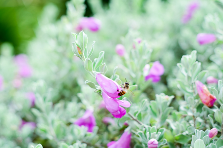 Bee on pink flower sucking the nectar and enjoying the wonderful smellの写真素材
