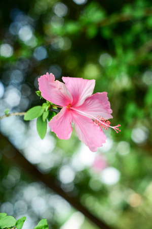 pink hibiscus flower on blurred  backgroundの写真素材