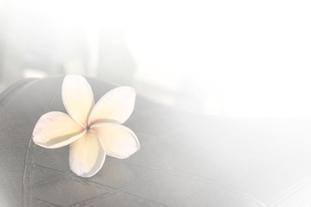 Lonely plumeria on grunge concrete floorの写真素材