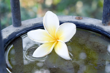 plumeria flower in water bowl  Spa natural plant decoration for relaxationの写真素材