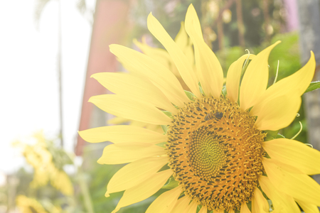 Sunflower closeup in the gardenの写真素材