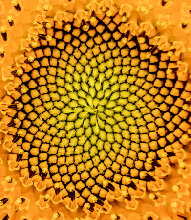 part of sunflowerの写真素材