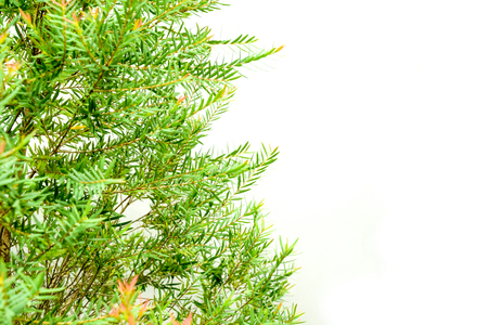 close up of pine leaf with blur backgroundの写真素材