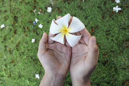 A Woman Holding Tropical White Flowers On Green grass Background ,Fresh Plumeria Flowers,Beauty,Spa For Relax Concept ,Save World Live Conceptの写真素材