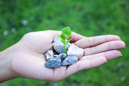 a hand holding a small plant