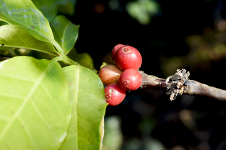 Bee on pink flower sucking the nectar and enjoying the wonderful smellの写真素材