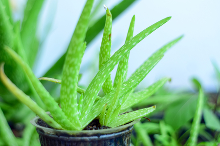 Close up Fresh aloe vera leaves , tropical green plantsの写真素材